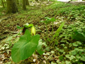 Kirsten-Evenschor-20110425-152548-08