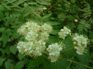 Kirsten-Evenschor-20110425-154646-14