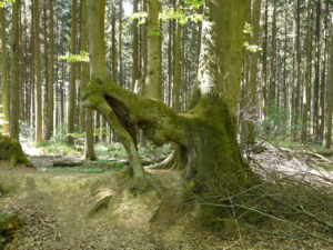 Wanderung mit Kirsten Evenschor