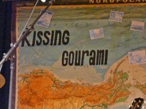 Kissing-Gourami-20080208-202144-03