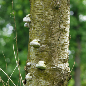 Auf-dem-Lehrpfad-Raeren-20160528-141408-07