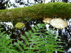 Auf-dem-Lehrpfad-Raeren-20160528-144856-17
