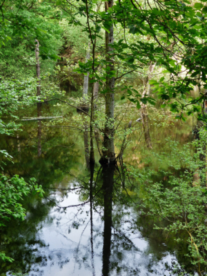 Auf-dem-Lehrpfad-Raeren-20160528-145008-18