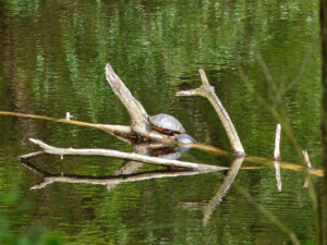Auf-dem-Lehrpfad-Raeren-20160528-145028-19